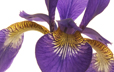 Siberian Iris Closeup